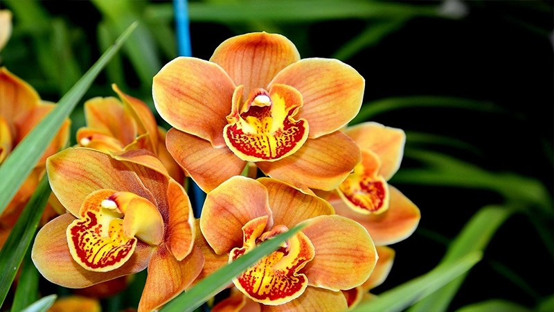 Hình nền hoa cho máy tính