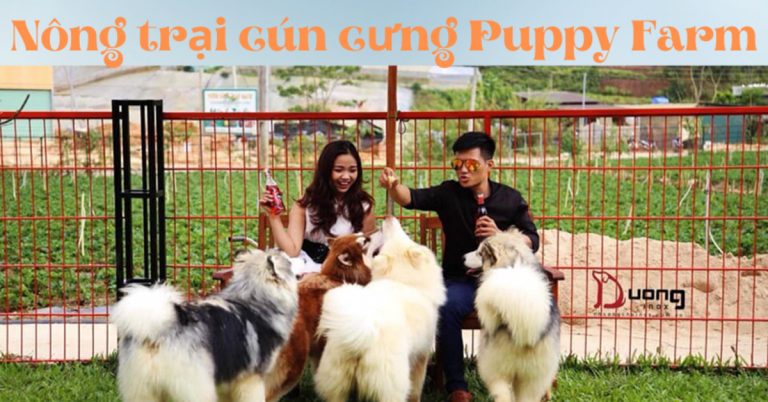 Khám phá nông trại cún cưng Puppy farm: Giá vé, giờ mở cửa?