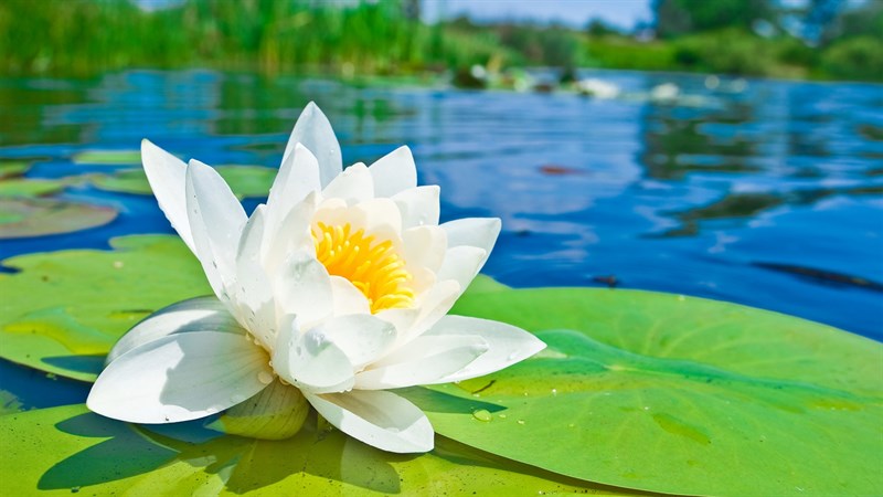 Hình nền hoa súng cho máy tính