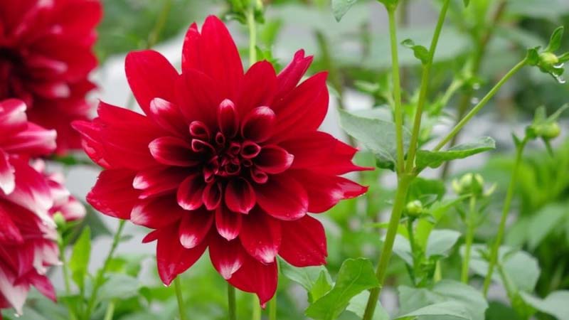 Hoa thược dược đỏ