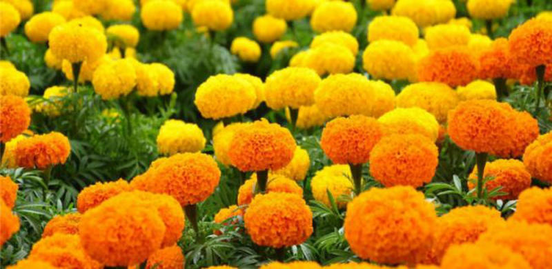 Cúc vạn thọ