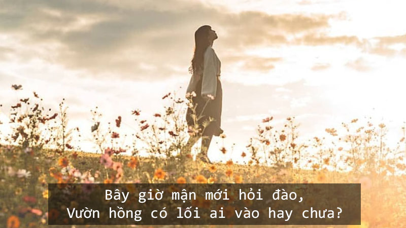 Bây giờ mận mới hỏi đào. Vườn hồng có lối ai vào hay chưa.