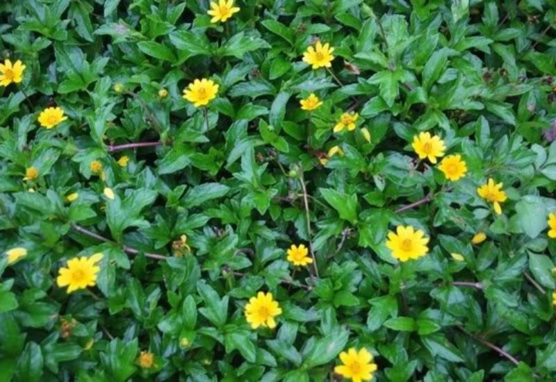 Lá sài đất