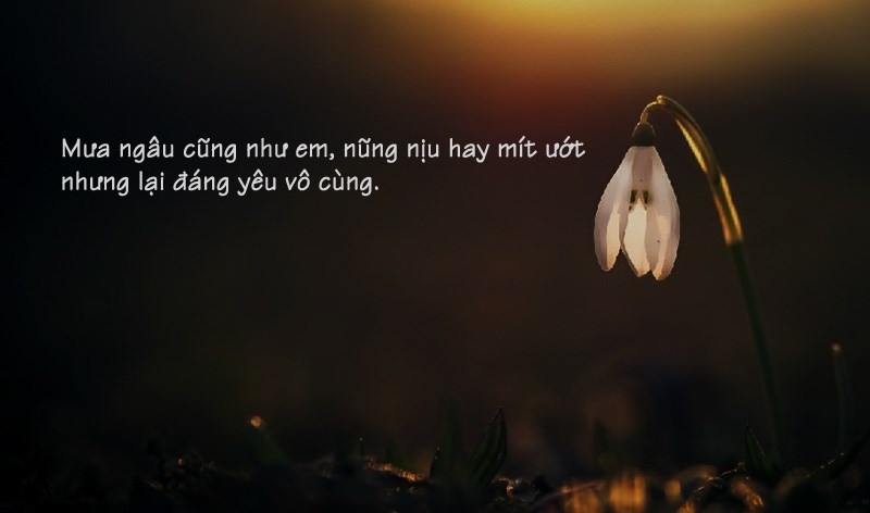 Mưa ngâu cũng như em, nũng nịu hay mít ướt nhưng lại đáng yêu vô cùng