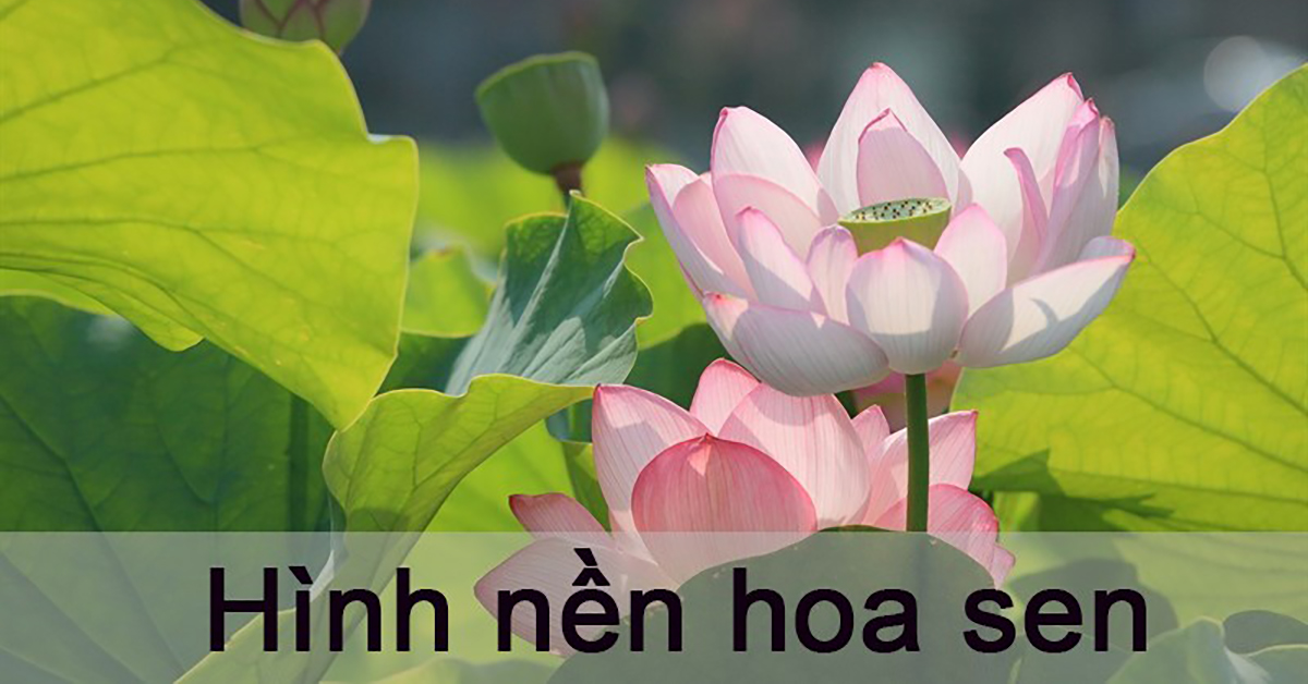 Hình nền máy tính hoa sen đẹp: Hãy để những đóa hoa sen đẹp lấp lánh trên nền đen của màn hình máy tính của bạn, tạo nên một không gian độc đáo và sang trọng. Với hình nền máy tính hoa sen đẹp, bạn có thể cảm nhận được vẻ đẹp hoàn hảo của thiên nhiên và tạo nên cái nhìn đắm say cho chính mình.