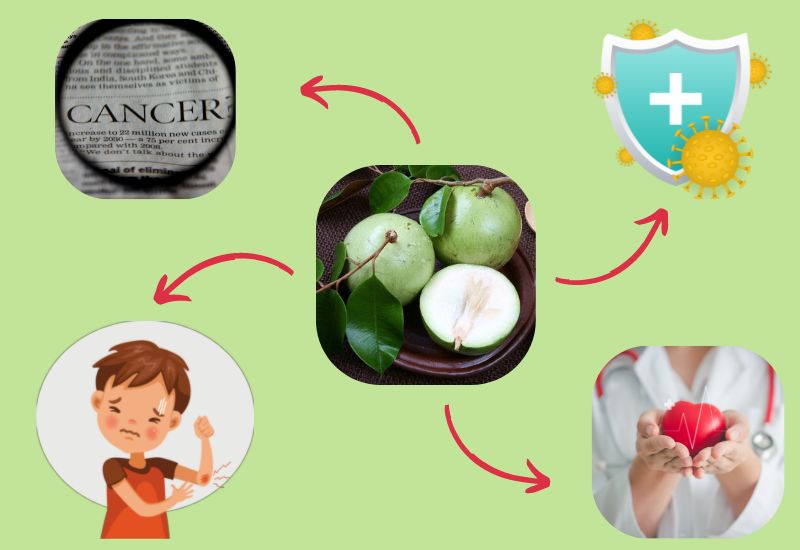 Vú sữa giúp chống oxy hóa, mau lành vết thương, ngăn ngừa ung thư, tăng cường hệ miễn dịch, bảo vệ tim mạch