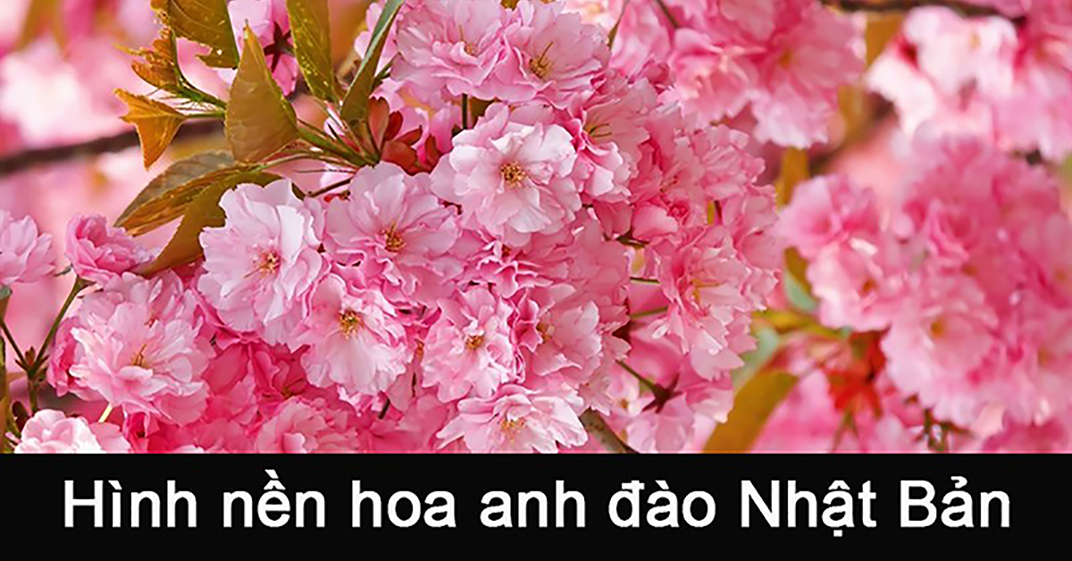 Chia sẻ với hơn 102 hình nền hoa anh đào 4k mới nhất - Tin Học Vui