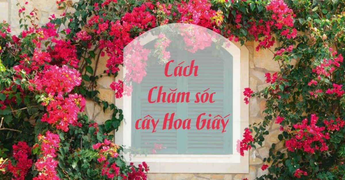 cách chăm sóc cây hoa giấy