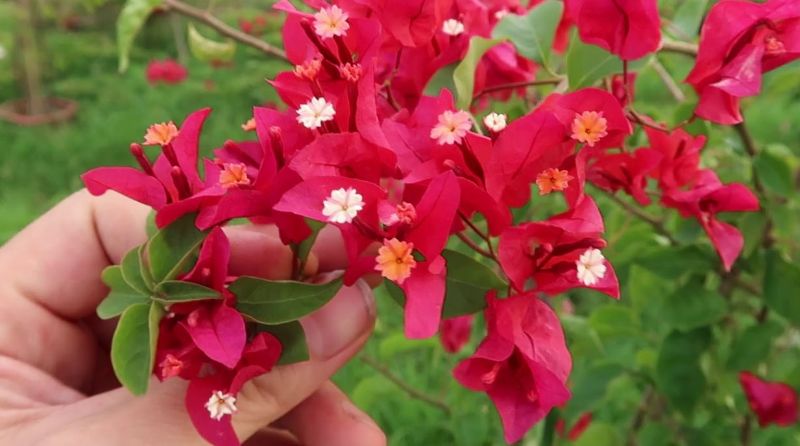 Hoa giấy Thái Lan có 2 màu trắng và hồng Hoa giấy Thái Lan có 2 màu trắng và hồng