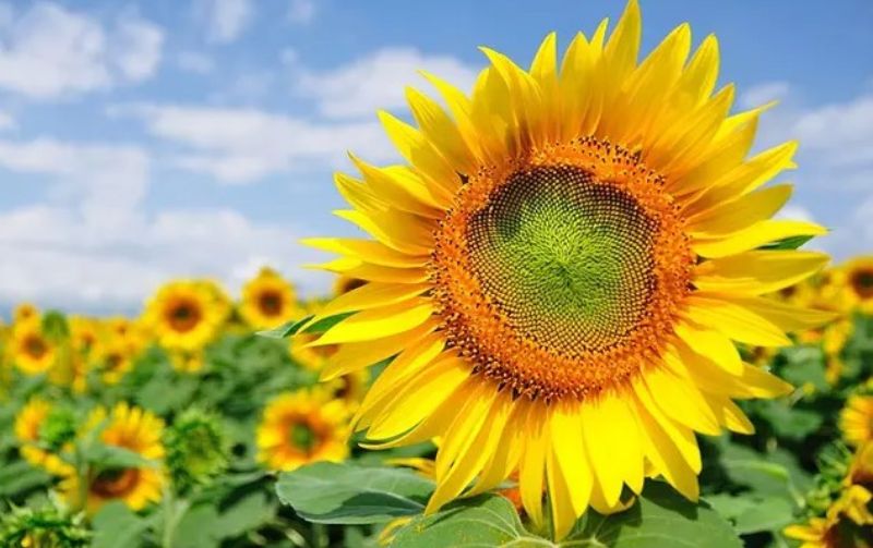 Hoa hướng dương luôn hướng về phía mặt trời thể hiện tình yêu thủy chung Hoa hướng dương luôn hướng về phía mặt trời