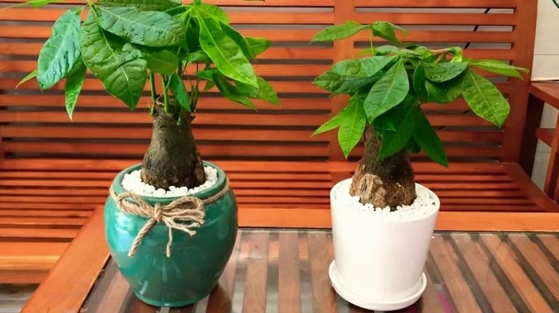 Kim Ngân hợp với mệnh Mộc Kim Ngân hợp với mệnh Mộc