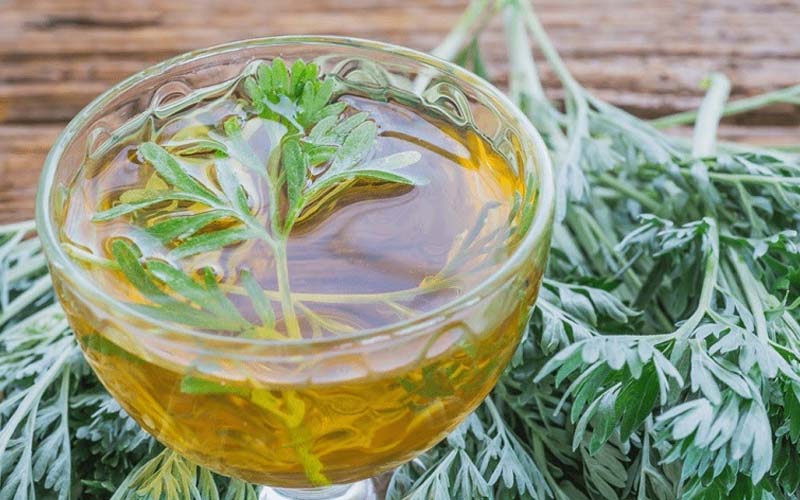 Nước lá ngải cứu là bài thuốc thân thiện trong việc chữa bệnh ngoài da