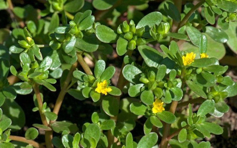 Nước lá rau sam không gây kích ứng da