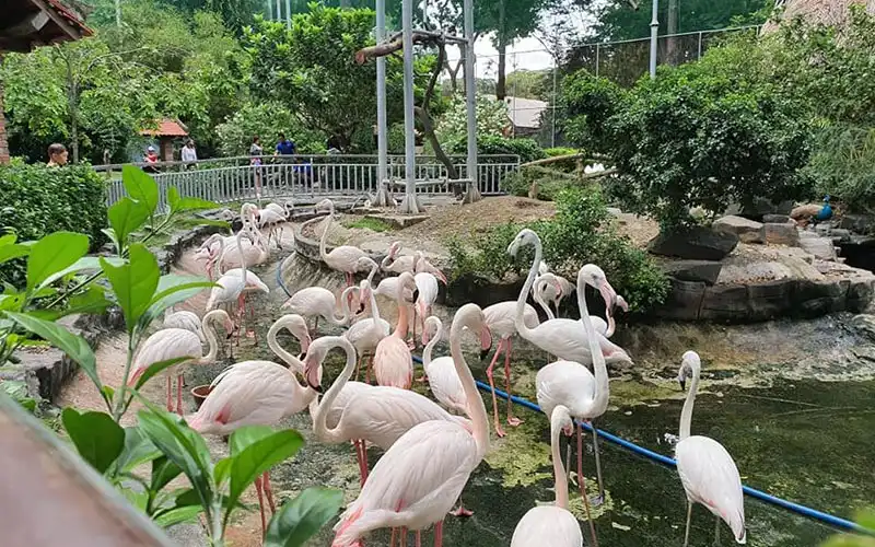Thời gian "vàng" đến Thảo Cầm Viên