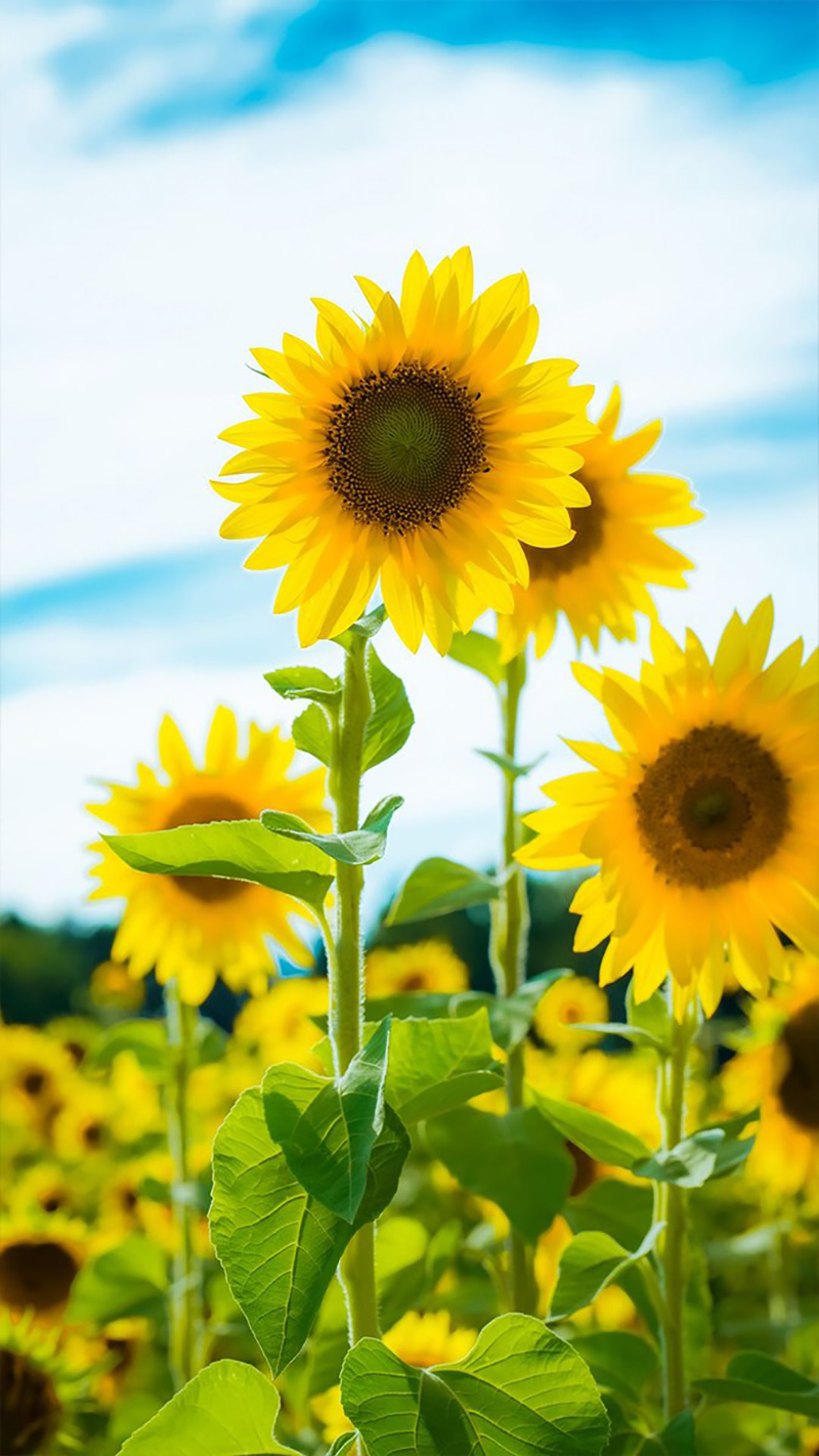 4K Collection: Top 999+ Stunning Sunflower Pictures – The Ultimate ...