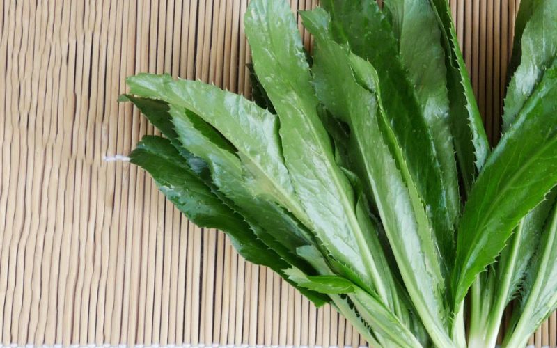 Trị hôi miệng với lá mùi tàu