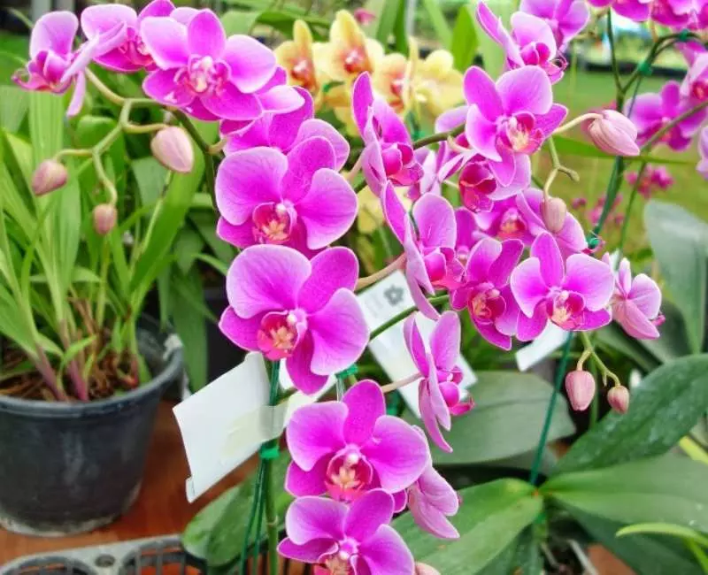 Người miền Bắc, miền Trung hay miền Nam thì ai cũng thích mua hoa và trang trí cây cảnh trong nhà