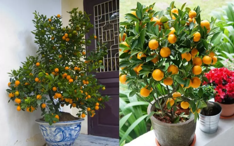 Chưng quất hợp phong thủy