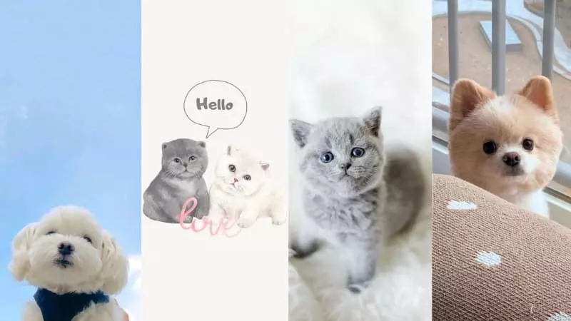 Hình nền thú cưng cực dễ thương