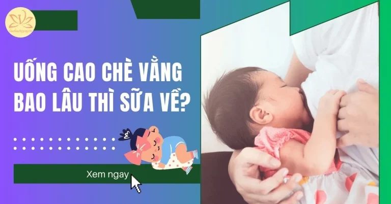 uống cao chè vằng bao lâu thì sữa về