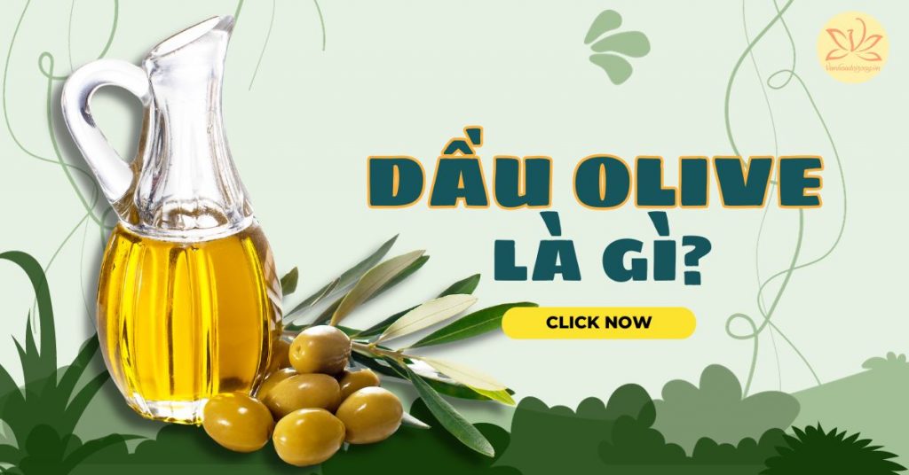 Dầu olive là gì? Công dụng và liều lượng dùng dầu olive hợp lý