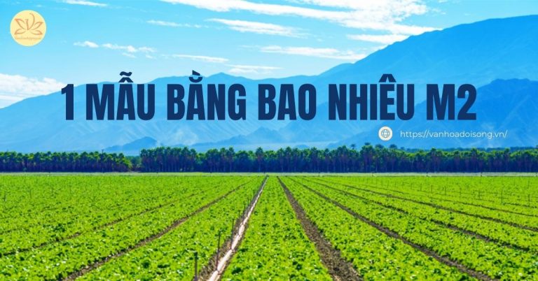 1 mẫu bằng bao nhiêu m2