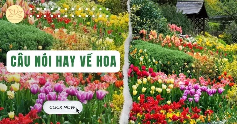 câu nói hay về hoa
