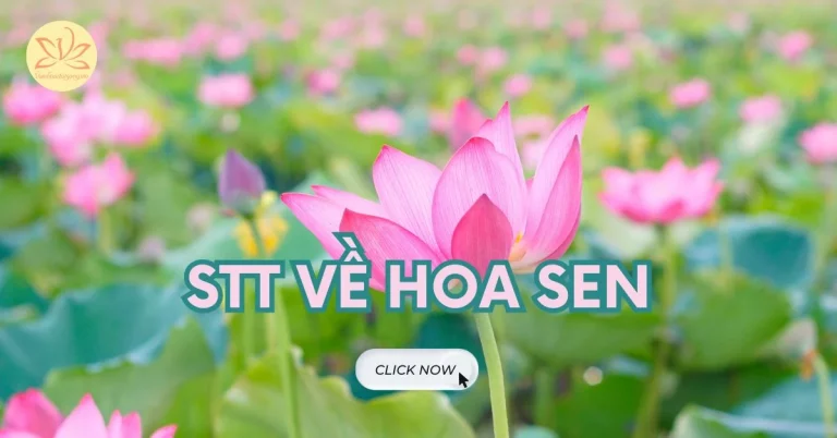 stt về hoa sen