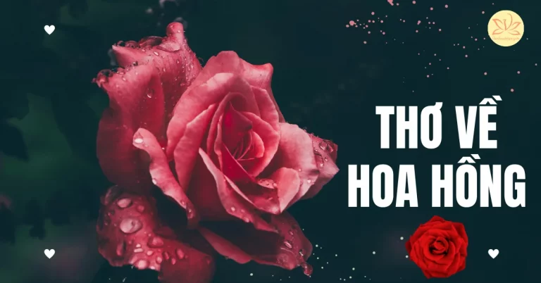 thơ về hoa hồng