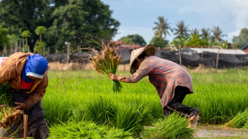 Phân biệt tục ngữ và thành ngữ, ca dao